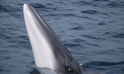 minke-whale-oyvkdwqj15fxhss0ibdqmw6uteaz3g4kh8sszrshx4.jpg