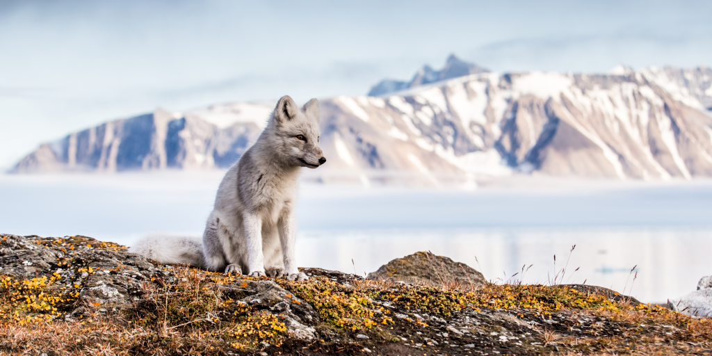 Arctic-Fox-during-Autumn-in-Spitsbergen-Shutterstock-scaled-1-1024x512.png