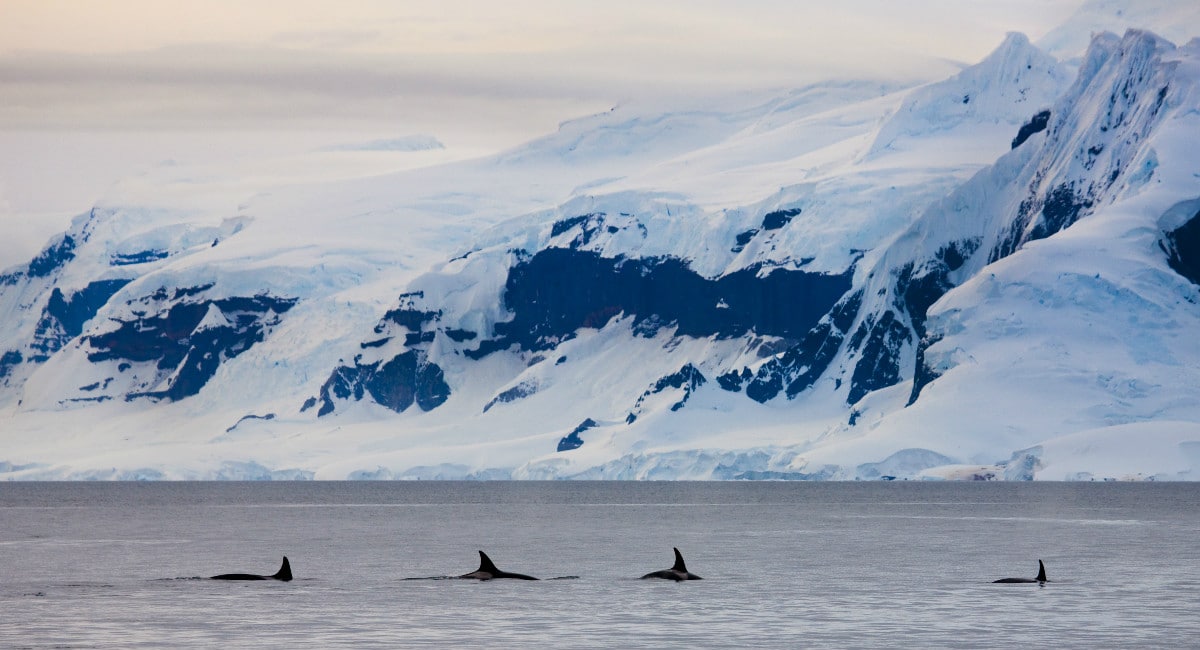 blog-orca-whal.jpg